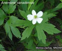 Wood Anemone
