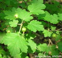 Prickly Gooseberry